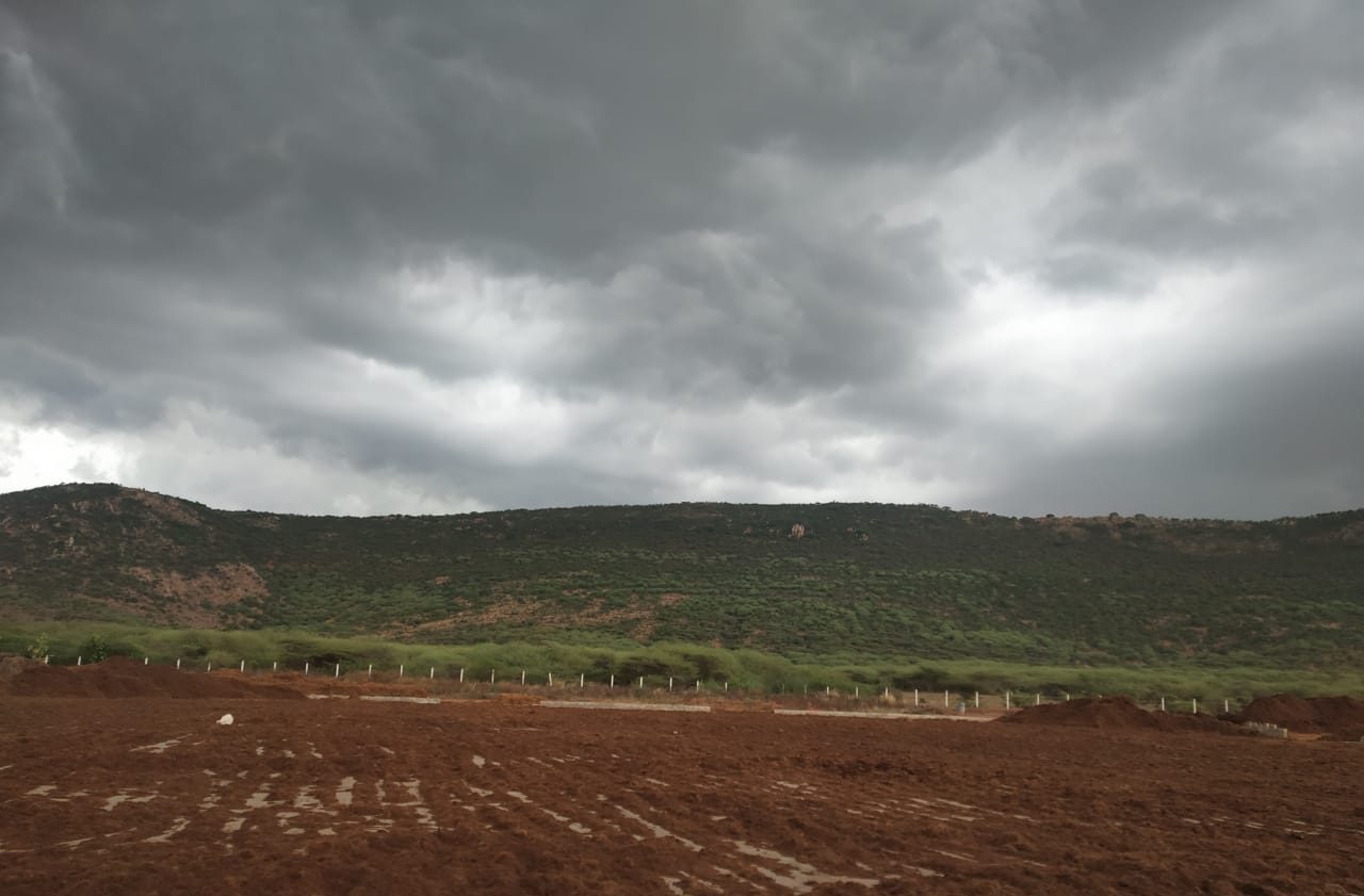 Coco peat sun drying
